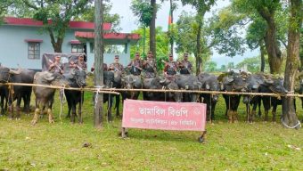 জৈন্তা সীমান্তে বিজিবির অভিযান, ৬৭টি ভারতীয় মহিষ আটক